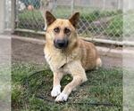 Small German Shepherd Dog Mix