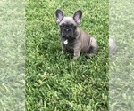 Small Photo #2 French Bulldog Puppy For Sale in WHITTIER, CA, USA
