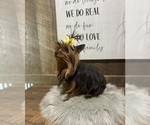 Small #3 Yorkshire Terrier