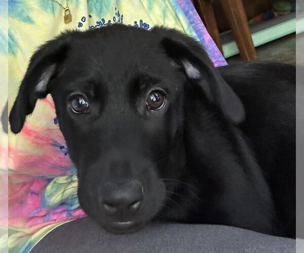 Medium Photo #7 Labrador Retriever-Unknown Mix Puppy For Sale in Boston, MA, USA