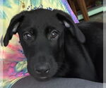 Small #6 Labrador Retriever Mix