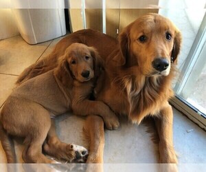 Father of the Golden Retriever puppies born on 07/15/2021