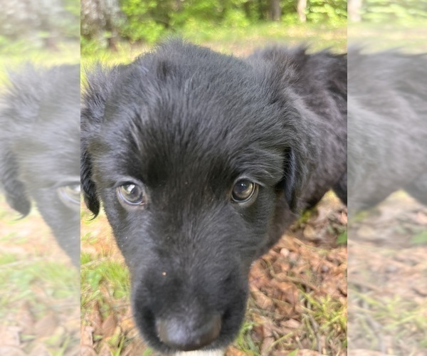 Medium Photo #5 Australian Shepherd Puppy For Sale in ELBERTON, GA, USA