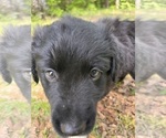 Small #4 Australian Shepherd