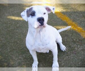 American Bulldog-Unknown Mix Dogs for adoption in Tallahassee, FL, USA
