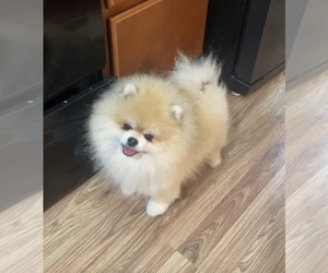 Father of the Pomeranian puppies born on 05/06/2026