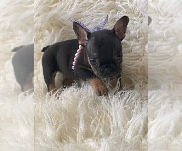Medium Photo #6 French Bulldog Puppy For Sale in MONTEBELLO, CA, USA