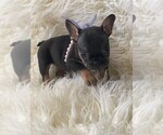 Small Photo #6 French Bulldog Puppy For Sale in MONTEBELLO, CA, USA