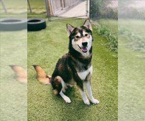 Siberian Husky Dogs for adoption in Toronto, Ontario, Canada