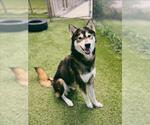 Small Siberian Husky