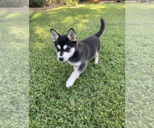Alaskan Klee Kai Puppy for sale in GLENDALE, AZ, USA