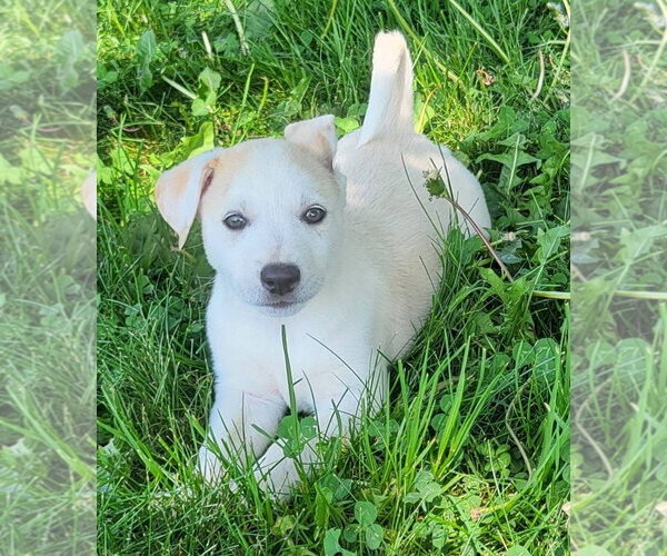 Medium Photo #1 Australian Kelpie-Golden Retriever Mix Puppy For Sale in Germantown, OH, USA