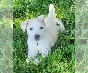 Australian Kelpie-Golden Retriever Mix Dogs for adoption in Germantown, OH, USA