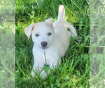Small Australian Kelpie-Golden Retriever Mix