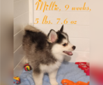 Puppy 4 Pomsky