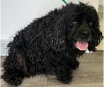 Small #3 Cocker Spaniel