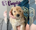 Puppy Sally English Cream Golden Retriever-Goldendoodle Mix