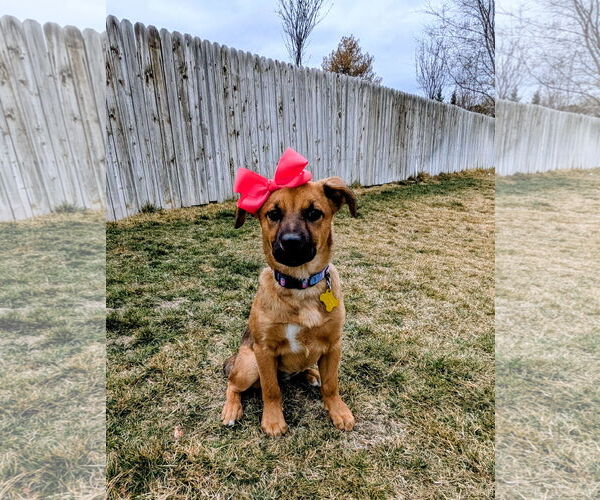 Medium Photo #1 Black Mouth Cur-Unknown Mix Puppy For Sale in Sandy, UT, USA