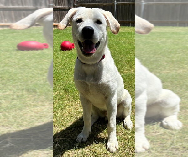 Medium Photo #1 Labrador Retriever Puppy For Sale in Great Bend, KS, USA