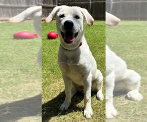 Labrador Retriever Dogs for adoption in Great Bend, KS, USA