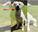 Small Labrador Retriever