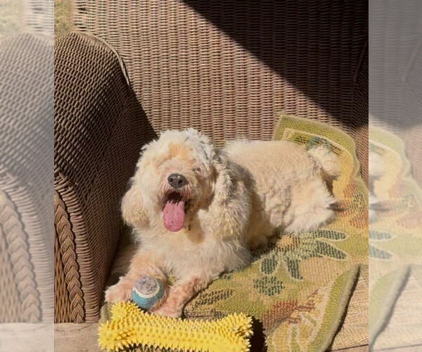 Medium Photo #1 Cocker Spaniel-Unknown Mix Puppy For Sale in Jackson, MS, USA