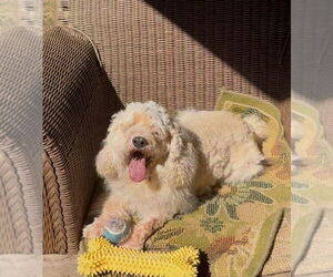 Cocker Spaniel-Unknown Mix Dogs for adoption in Jackson, MS, USA