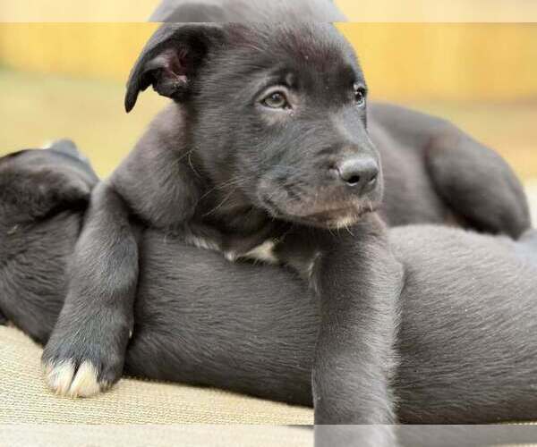 Medium Photo #3 Mutt Puppy For Sale in Candler, NC, USA