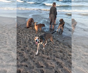Cassio - Male Mutt Dog for Adoption - Photo #2