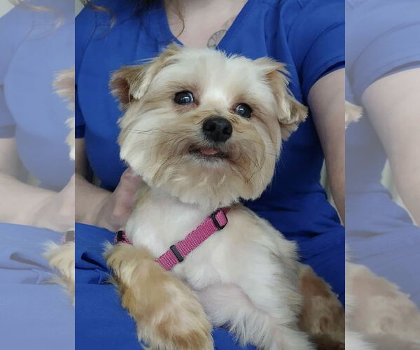 Medium Photo #5 Mutt Puppy For Sale in Greensboro, NC, USA