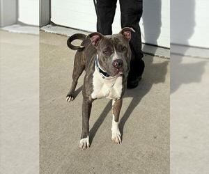 Mutt Dogs for adoption in Louisville, KY, USA