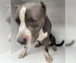 Small #1 American Pit Bull Terrier-Labrador Retriever Mix