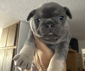 Medium French Bulldog