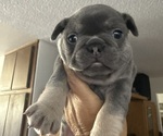 Puppy Puppy 3 French Bulldog