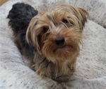 Small Photo #1 Yoranian Puppy For Sale in ELKTON, KY, USA