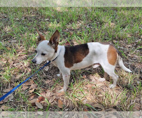 Medium Photo #4 Chihuahua-Unknown Mix Puppy For Sale in Missouri City, TX, USA