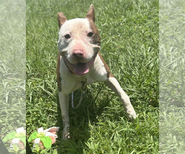 Medium Photo #3 American Pit Bull Terrier-Unknown Mix Puppy For Sale in Virginia Beach, VA, USA