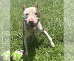 Small #2 American Pit Bull Terrier Mix