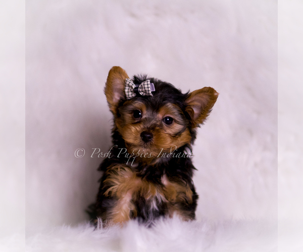 Medium Photo #1 Yorkshire Terrier Puppy For Sale in WARSAW, IN, USA