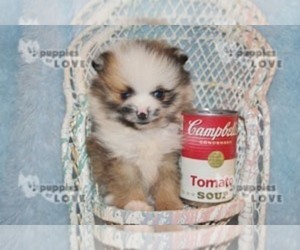 Pomeranian Puppy for sale in SANGER, TX, USA
