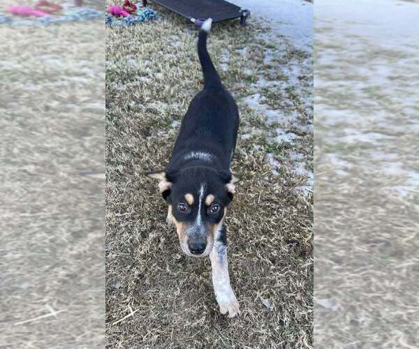 Medium Photo #15 Alaskan Malamute-Unknown Mix Puppy For Sale in Oak Bluffs, MA, USA