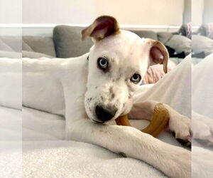 Siberian Husky-Unknown Mix Dogs for adoption in GILBERTS, IL, USA
