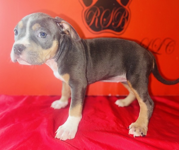 Medium Photo #3 American Bully Puppy For Sale in TRENTON, NJ, USA