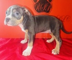 Small #2 American Bully