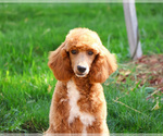 Small #5 Poodle (Miniature)