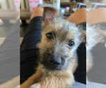 Small #1 Shih Tzu Mix