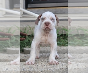 American Bully Puppy for sale in CHAMPAIGN, IL, USA