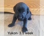 Puppy 4 Labrador Retriever
