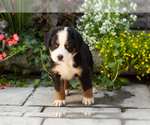 Small #2 Bernese Mountain Dog