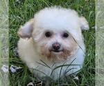 Philip Cheese S - Male Poodle (Toy) Puppy for Sale - Photo #9